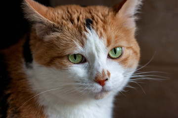 Relaxed domestic cat at home with expressions, indoor. 