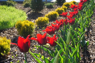 tulipany czerwone, rząd tulipanów