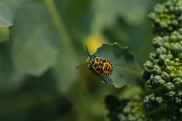  Green background with a beetle. You can perfectly complement it with a font composition, and you will get a beautiful layout.