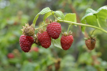  Sprig of garden, raspberry berries