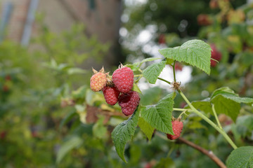 Landscape with a sprig of garden raspberries.