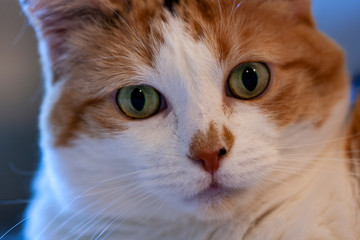 Relaxed domestic cat at home with expressions, indoor. 