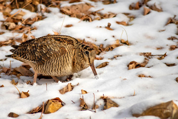 Camouflage bird woodcock. Brown dry leaves and white snow background. Bird: Eurasian Woodcock. Scolopax rusticola.