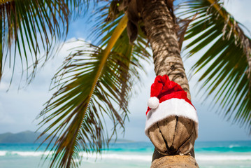 Wizened old coconut with Santa hat transforming a curving palm tree into a tropical Christmas tree