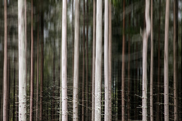 Motion blur background of trees in a forest