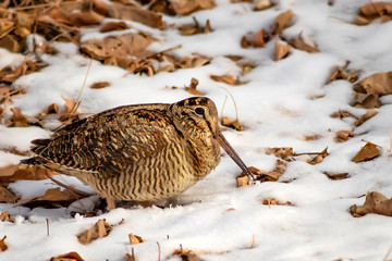 Camouflage bird woodcock. Brown dry leaves and white snow background. Bird: Eurasian Woodcock. Scolopax rusticola.