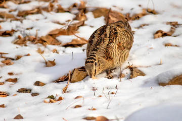 Camouflage bird woodcock. Brown dry leaves and white snow background. Bird: Eurasian Woodcock. Scolopax rusticola.