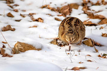 Camouflage bird woodcock. Brown dry leaves and white snow background. Bird: Eurasian Woodcock. Scolopax rusticola.