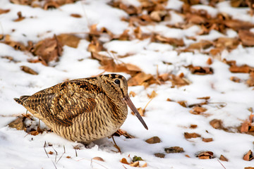 Camouflage bird woodcock. Brown dry leaves and white snow background. Bird: Eurasian Woodcock....