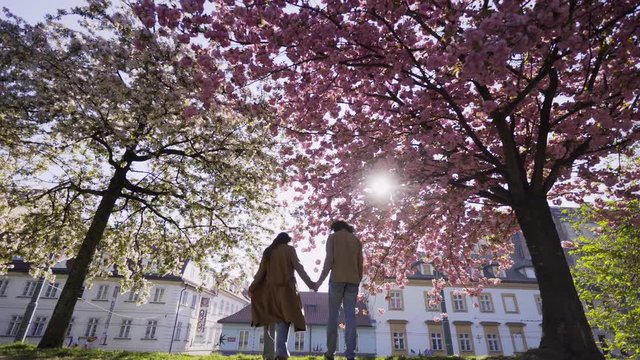 Young man and woman walking in garden with blossom cherry tree at backlit. Low-angle shot couple comes and standing under beautiful flowering trees, kissing and hugging against town buildings 
