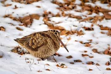 Camouflage bird woodcock. Brown dry leaves and white snow background. Bird: Eurasian Woodcock. Scolopax rusticola. - obrazy, fototapety, plakaty