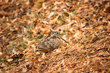 Camouflage bird woodcock. Brown dry leaves and white snow background. Bird: Eurasian Woodcock. Scolopax rusticola.