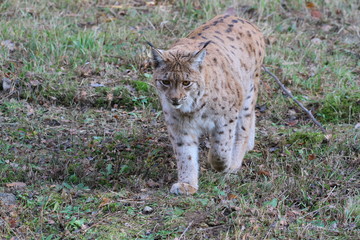 luchs