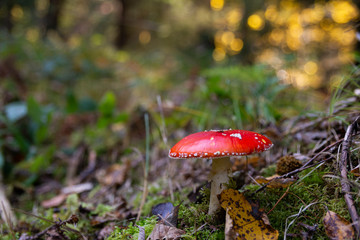 Fly Agaric in the forest with bokeh background