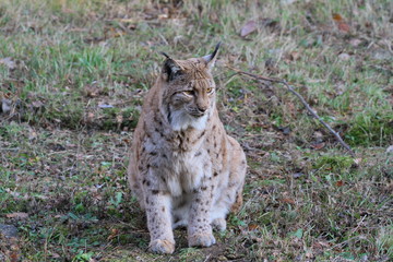 luchs