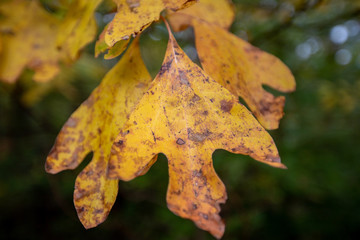 autumn sassafras floliage calvert county southern maryland usa - obrazy, fototapety, plakaty