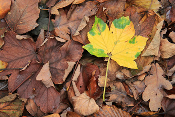 Herbstlaub