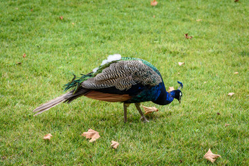 Big and colorful peaflow on green grass