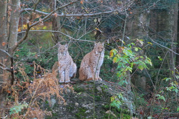 luchs