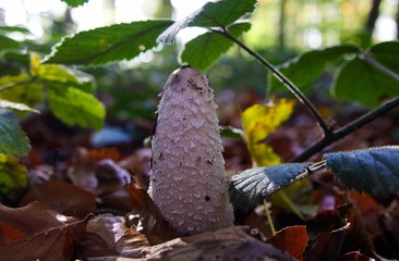 Close up of isolated horse tail fungus (coprinus comatus, shaggy inkcap) in forest between leaves -...
