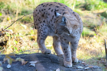 luchs