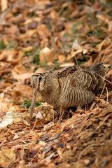 Camouflage bird woodcock. Brown dry leaves and white snow background. Bird: Eurasian Woodcock....