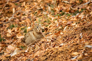 Camouflage bird woodcock. Brown dry leaves and white snow background. Bird: Eurasian Woodcock....