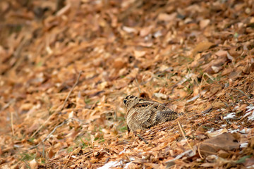Camouflage bird woodcock. Brown dry leaves and white snow background. Bird: Eurasian Woodcock. Scolopax rusticola.