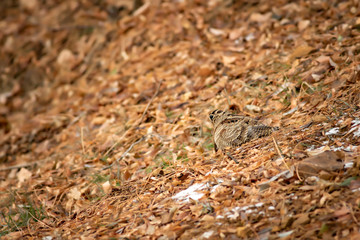 Camouflage bird woodcock. Brown dry leaves and white snow background. Bird: Eurasian Woodcock. Scolopax rusticola.