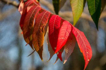 Close-up of beautiful autumn leaves on a branch, green, red and orange fall colors in the nature, outdoors