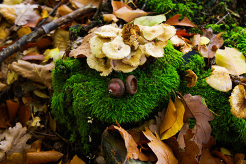 Autumn mood atmosphere: View on moss covered tree trunk, foliage leaves, group of white mushrooms, hazelnut in german forest - Germany