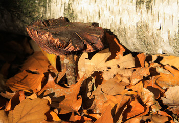 Close up of isolated dry black and brown mushroom with leaves foliage and birch tree trunk in bright autumn sun in german forest - Germany