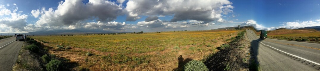 Panoramic grassland view horizon with skyline