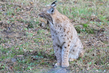 luchs