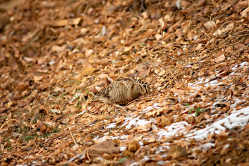 Camouflage bird woodcock. Brown dry leaves and white snow background. Bird: Eurasian Woodcock....