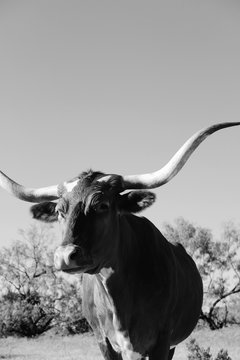 Texas Longhorn cow portrait vertical image with copy space, rustic ranch style in black and white.