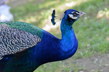 Fototapeta premium Pavone ripreso in primo piano