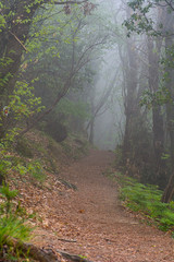 Sentiero avvolto nella nebbia in un bosco