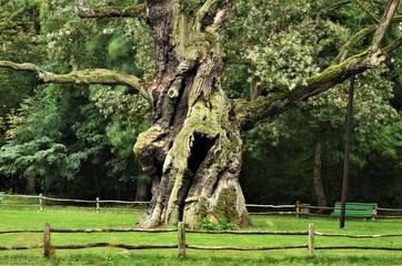 Rus - Around seven hundred years old oak tree at rogalin village palace and monumental oaks park. Protected nature. Looks a bit crazy, funny or happy.