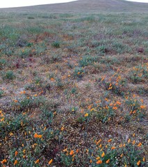 Desert flowers texture Antelope Valley
