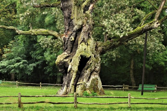 Rus - Around seven hundred years old oak tree at rogalin village palace and monumental oaks park. Protected nature. Looks a bit crazy, funny or happy.