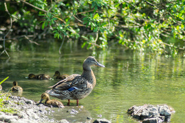 Fototapeta premium Beautiful wild duck. Swims in the pond. Mallard Green Head. Grey colour.