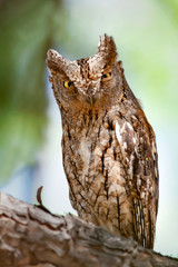 Camouflage bird Owl. Eurasian Scops Owl. Forest nature background.