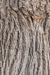 Side view of the light brown bark of an old rough oak tree with a large, dried knot. Modern abstract creative trendy texture background. Design element.