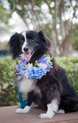 Sheltie
