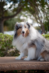 Sheltie