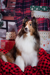 Sheltie