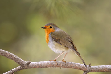 Cute bird robin. Winter forest background. Bird: European Robin. Erithacus rubecula.