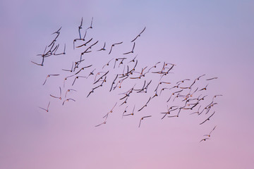 Flying birds. Birds silhouettes. Sunset sky background. Abstract nature. Birds: Tern