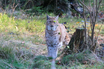 luchs